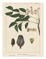 Mahogany Tree Fine Art Print