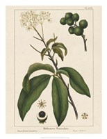 Round fruited Honeyberry Fine Art Print