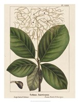 Large Leaved Cotinus Fine Art Print