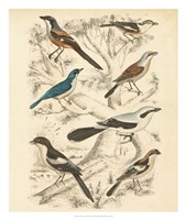 Avian Habitat V Fine Art Print