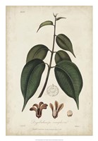 Medicinal Botany IV Fine Art Print