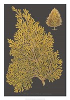 Trees & Leaves III Fine Art Print