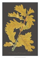 Trees & Leaves IV Fine Art Print