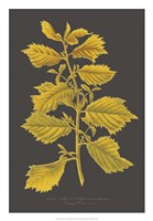 Trees & Leaves V Fine Art Print