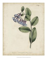 Lavender Curtis Botanicals I Fine Art Print