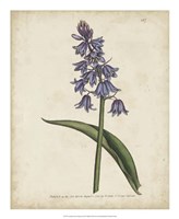Lavender Curtis Botanicals II Fine Art Print