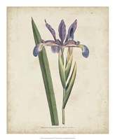 Lavender Curtis Botanicals III Fine Art Print