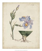 Lavender Curtis Botanicals IV Fine Art Print
