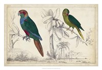 Parrot Pair I Fine Art Print