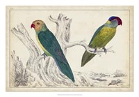 Parrot Pair II Fine Art Print