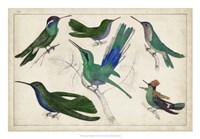 Hummingbird Gathering II Fine Art Print