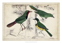 Tropical Bird Trio I Fine Art Print