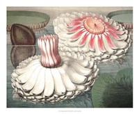 Vintage Water Lily II Fine Art Print
