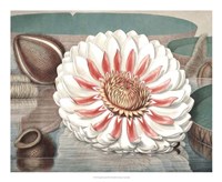 Vintage Water Lily III Fine Art Print