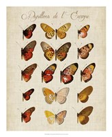Papillons de L'Europe III Fine Art Print