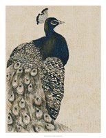 Textured Peacock I Fine Art Print