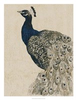 Textured Peacock II Fine Art Print