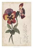 Garden Studies II Fine Art Print