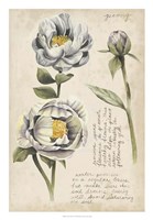 Garden Studies IV Fine Art Print