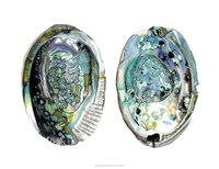 Abalone Shells I Fine Art Print
