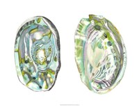 Abalone Shells II Fine Art Print