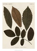 Autumnal Leaves I Fine Art Print