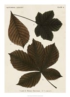 Autumnal Leaves III Fine Art Print