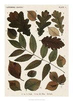 Autumnal Leaves V Fine Art Print