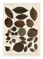 Autumnal Leaves VI Fine Art Print