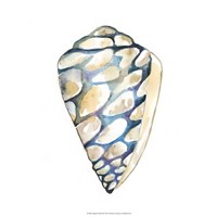 Aquarelle Shells III Fine Art Print