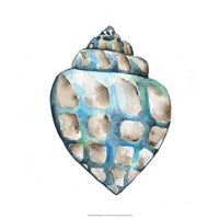 Aquarelle Shells V Fine Art Print