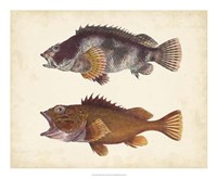 Antique Fish Species II Fine Art Print