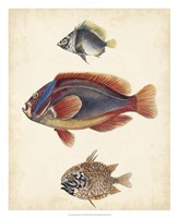 Antique Fish Species IV Fine Art Print