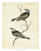 Blue-headed Tanager Fine Art Print