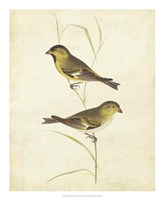 Goldfinch Fine Art Print