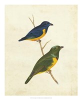 Peruvian Tanager I Fine Art Print