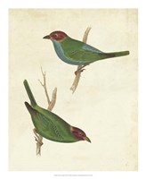 Peruvian Tanager II Fine Art Print