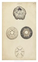 Cylindrical Shells II Fine Art Print