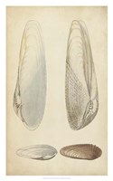 Marine Mollusk II Framed Print