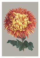 Chrysanthemum on Gray I Fine Art Print