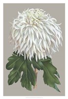 Chrysanthemum on Gray II Fine Art Print