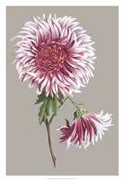Chrysanthemum on Gray III Fine Art Print