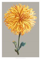 Chrysanthemum on Gray IV Fine Art Print