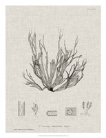 Charcoal & Linen Seaweed I Fine Art Print