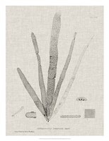 Charcoal & Linen Seaweed II Fine Art Print