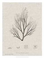 Charcoal & Linen Seaweed III Fine Art Print