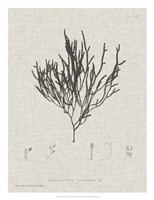 Charcoal & Linen Seaweed IV Fine Art Print