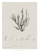 Charcoal & Linen Seaweed VI Fine Art Print