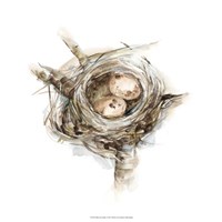 Bird Nest Study I Fine Art Print