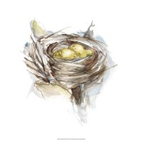 Bird Nest Study III Fine Art Print